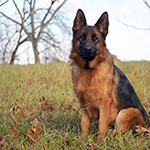 red and black german shepherd puppies for sale near me